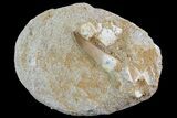 Fossil Plesiosaur (Zarafasaura) Tooth In Rock - Morocco #73604-1